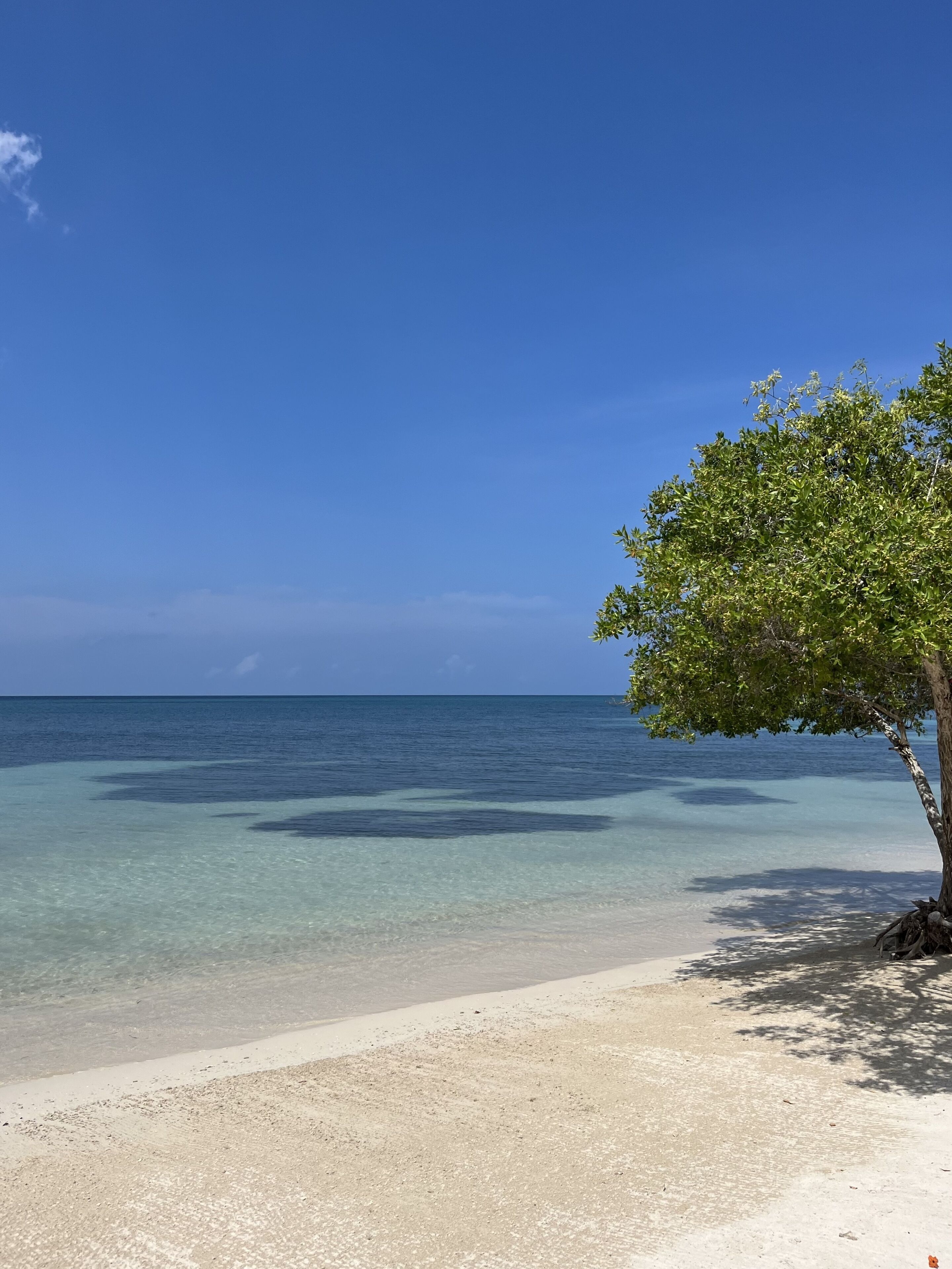 Una playa con agua turquesa cristalina, una orilla de arena y un árbol que ofrece sombra.