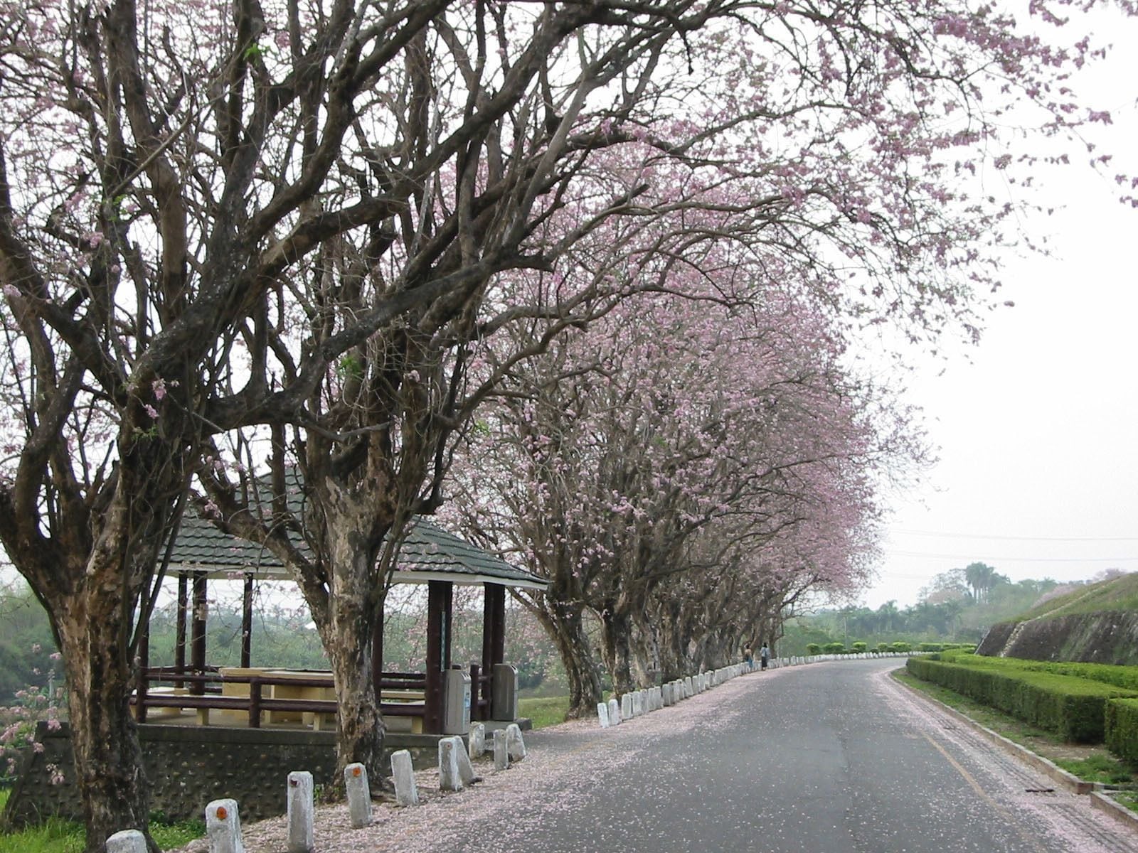 A pathway lined with cherry blossom trees and a gazebo.