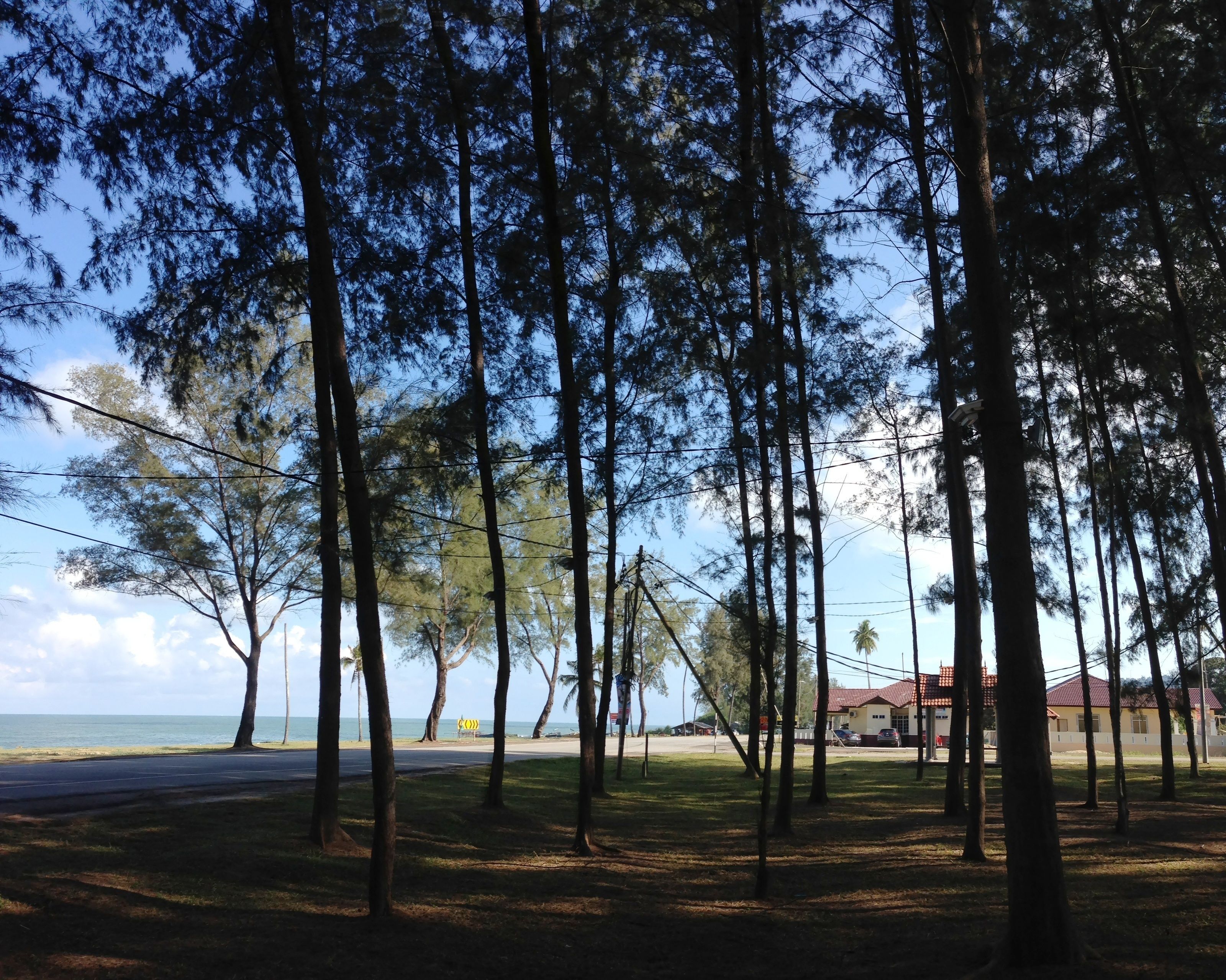 A coastal area with tall trees, a road, and a building with a red roof.