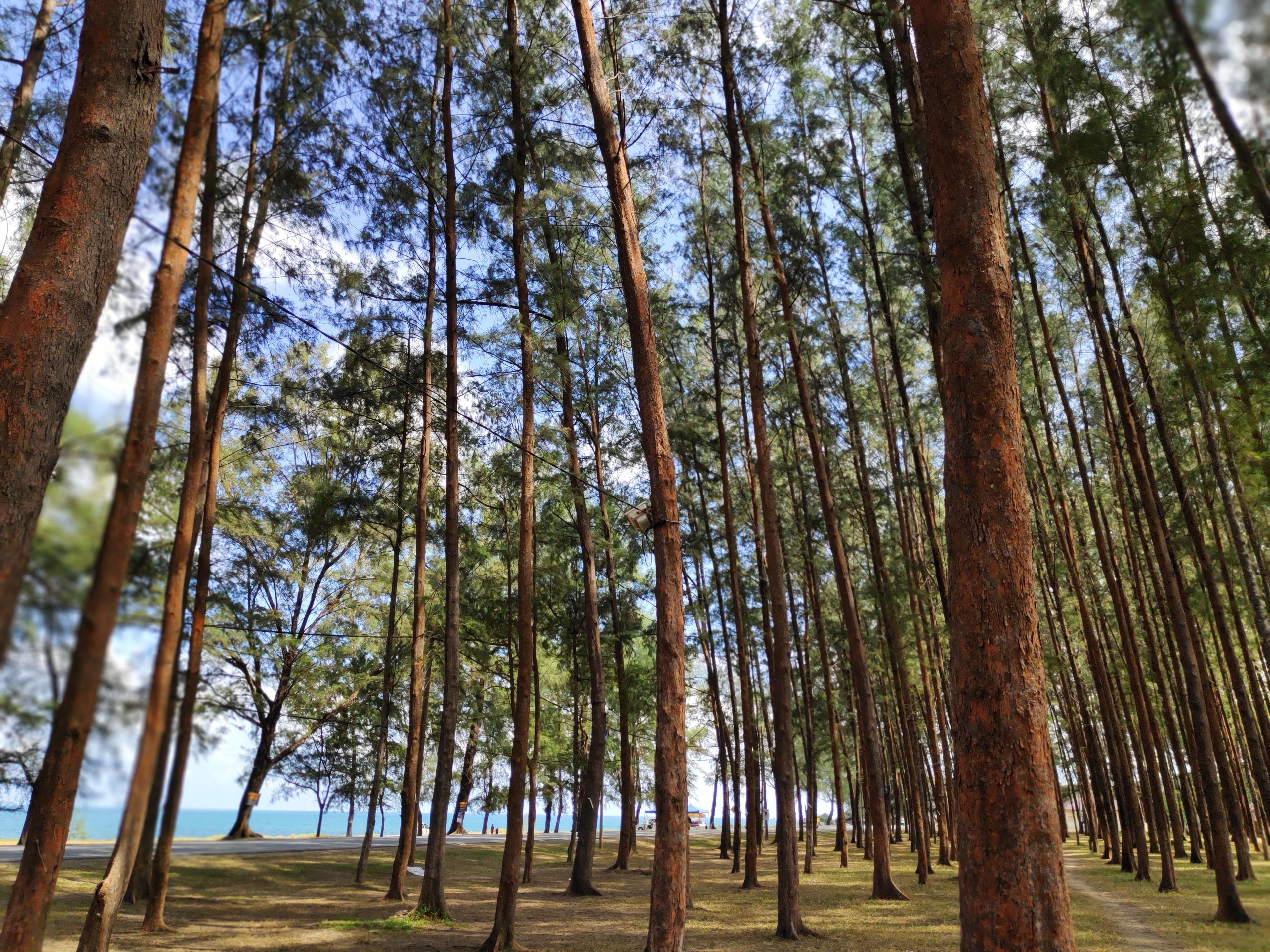 A forest of tall trees with a clear sky and a distant view of the sea.