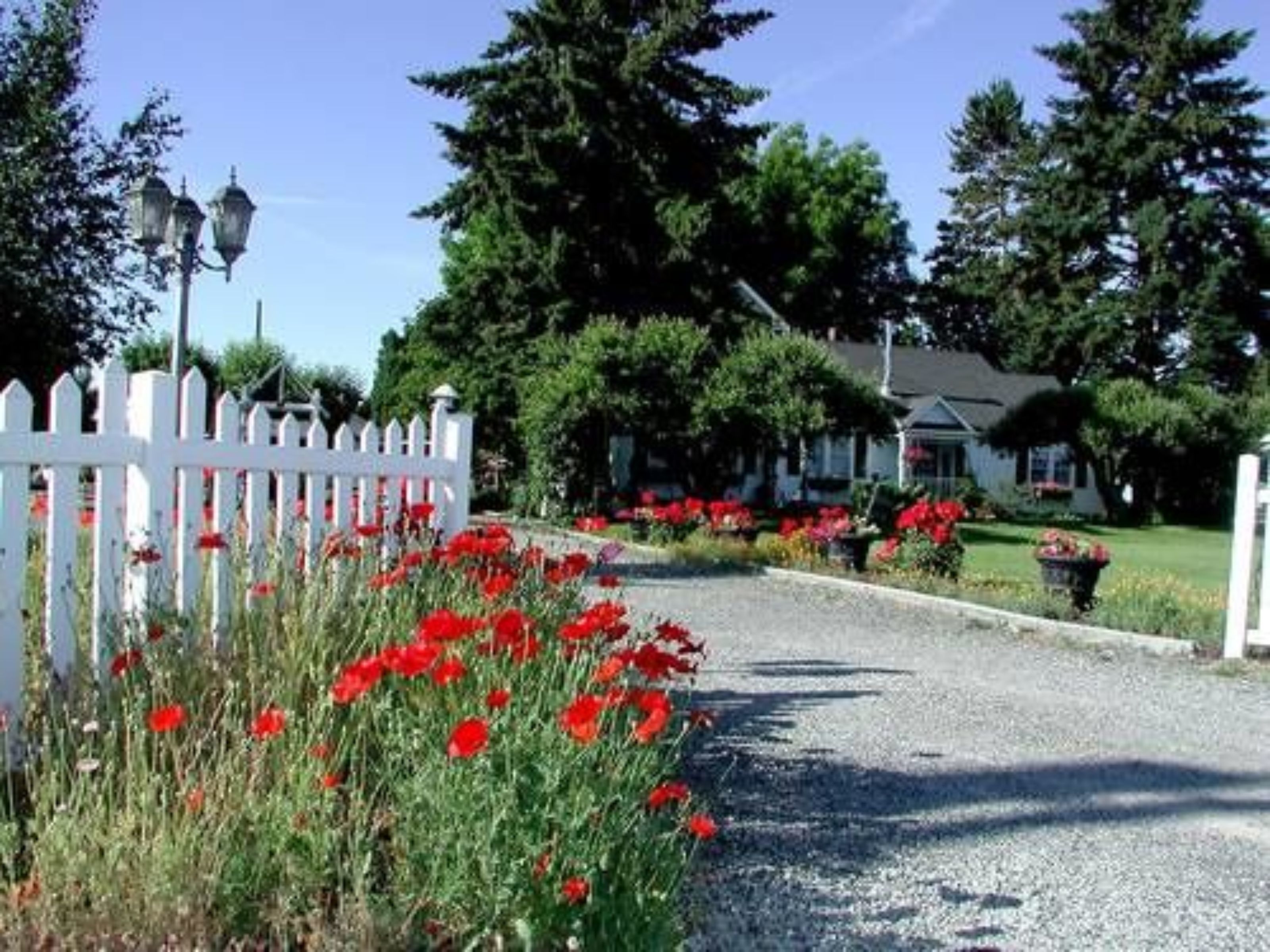 Un camino de grava que lleva a una cerca blanca de piquetes con flores rojas, rodeado de exuberante follaje y una casa al fondo.