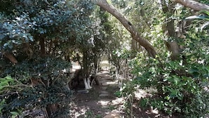 A garden pathway surrounded by dense foliage and trees. - Hostel La Suerte (Monteverde)