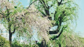Un árbol con flores, rodeado de otros árboles y follaje.