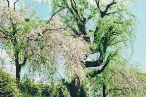 A tree with blossoms, surrounded by other trees and greenery. - Len KYOTO KAWARAMACHI – Hostel (Kyoto)