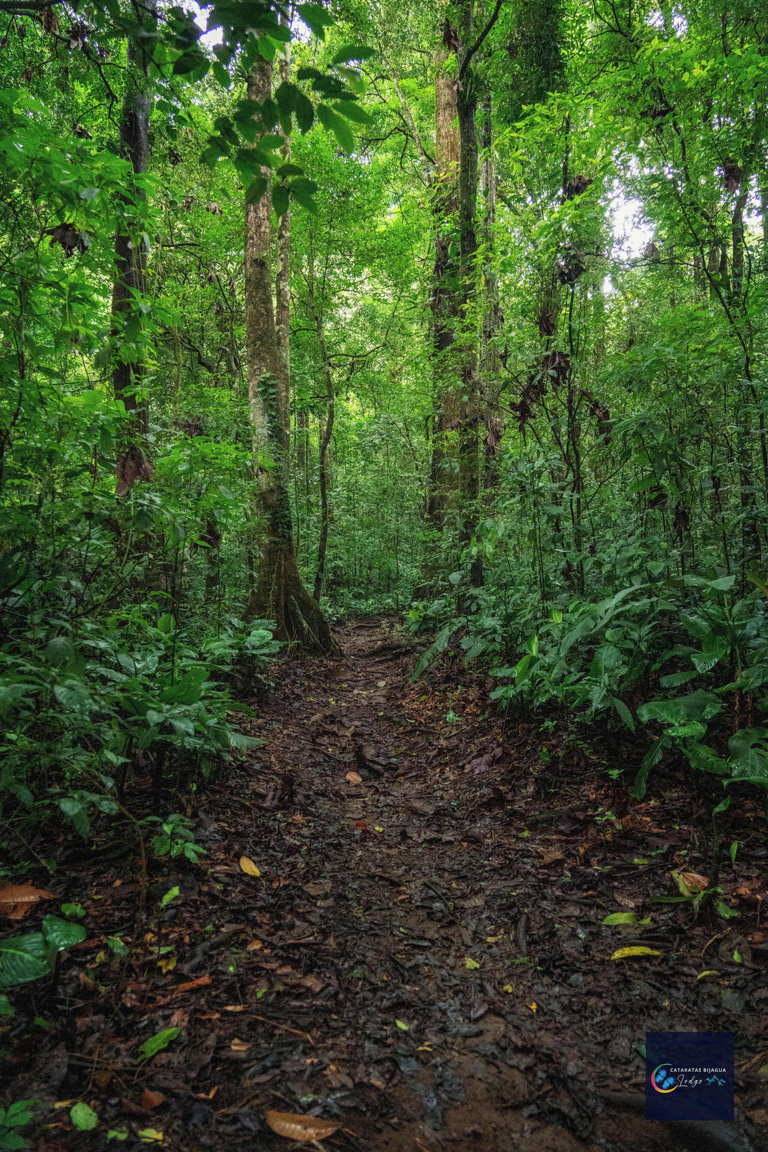 A forest path surrounded by dense green foliage.
