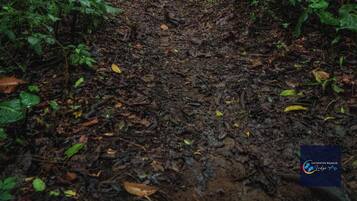 A forest path surrounded by dense green foliage.