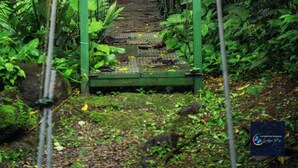 A wooden bridge with hanging lights in a lush green forest. - Cataratas Bijagua Lodge (Bijagua)