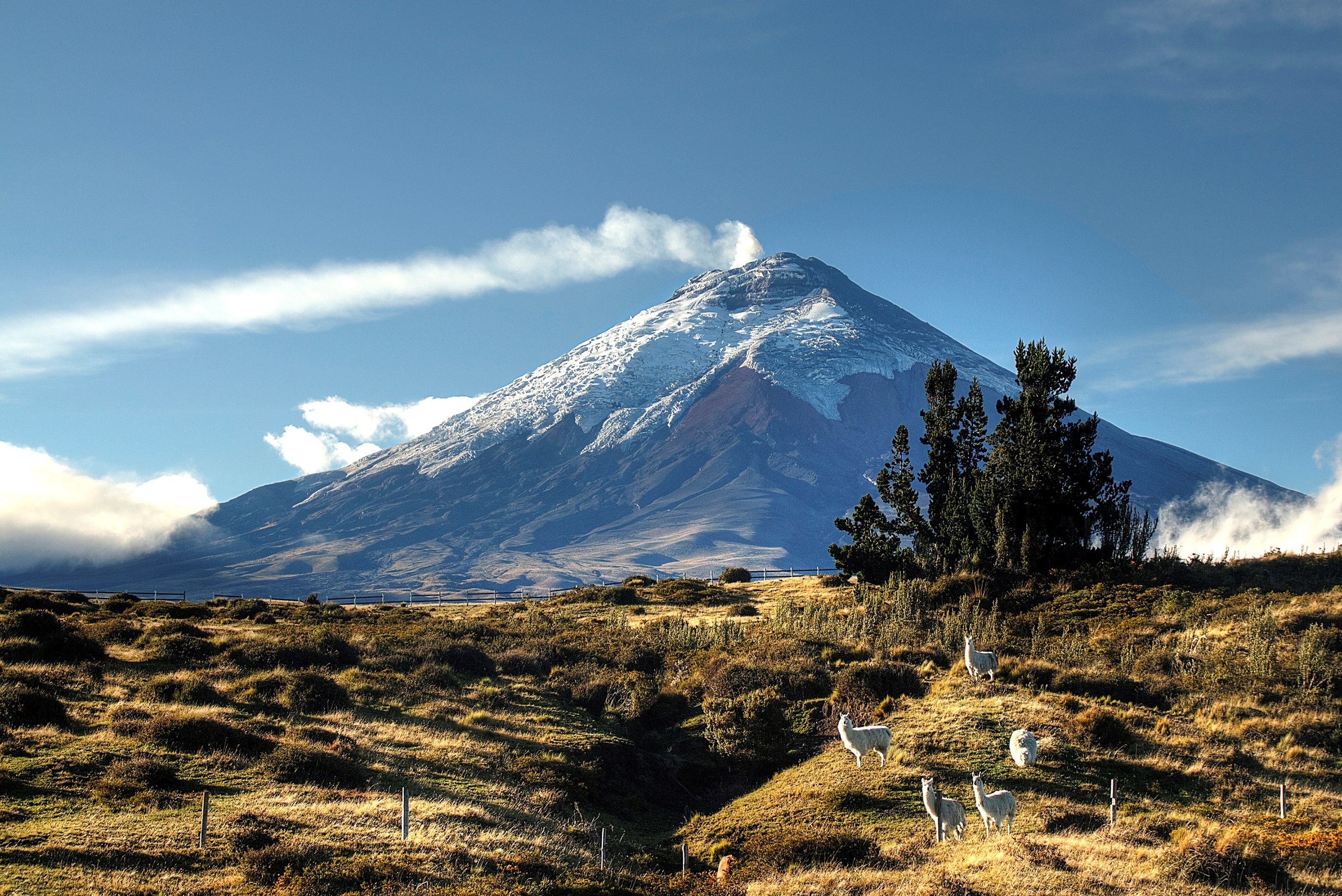 Una montaña con cima nevada, un primer plano con hierba y una valla, y algunos animales.