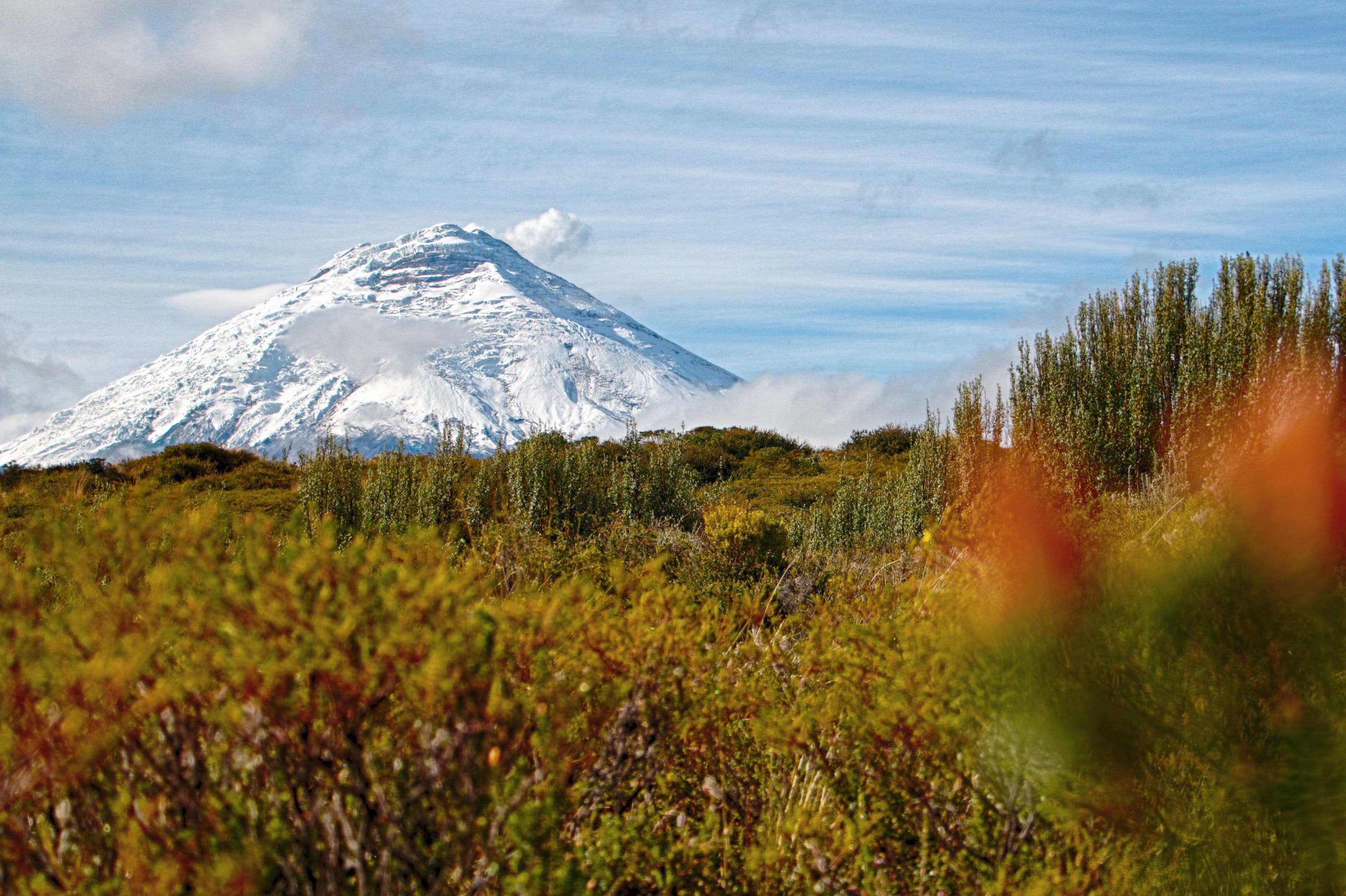 A snow-capped mountain with a clear sky and a foreground of green vegetation.