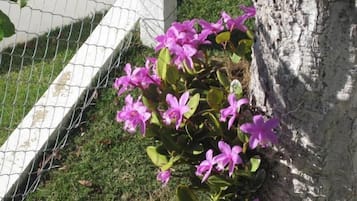 A garden with pink flowers and a white fence.