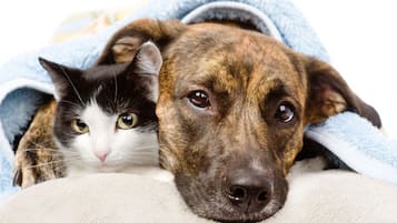 A dog and a cat lying together under a blanket.
