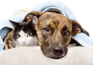 Pet-friendly