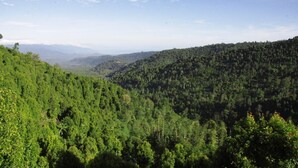 A forested landscape with a valley and distant mountains. - Munduk Sari Garden Villa (Munduk)