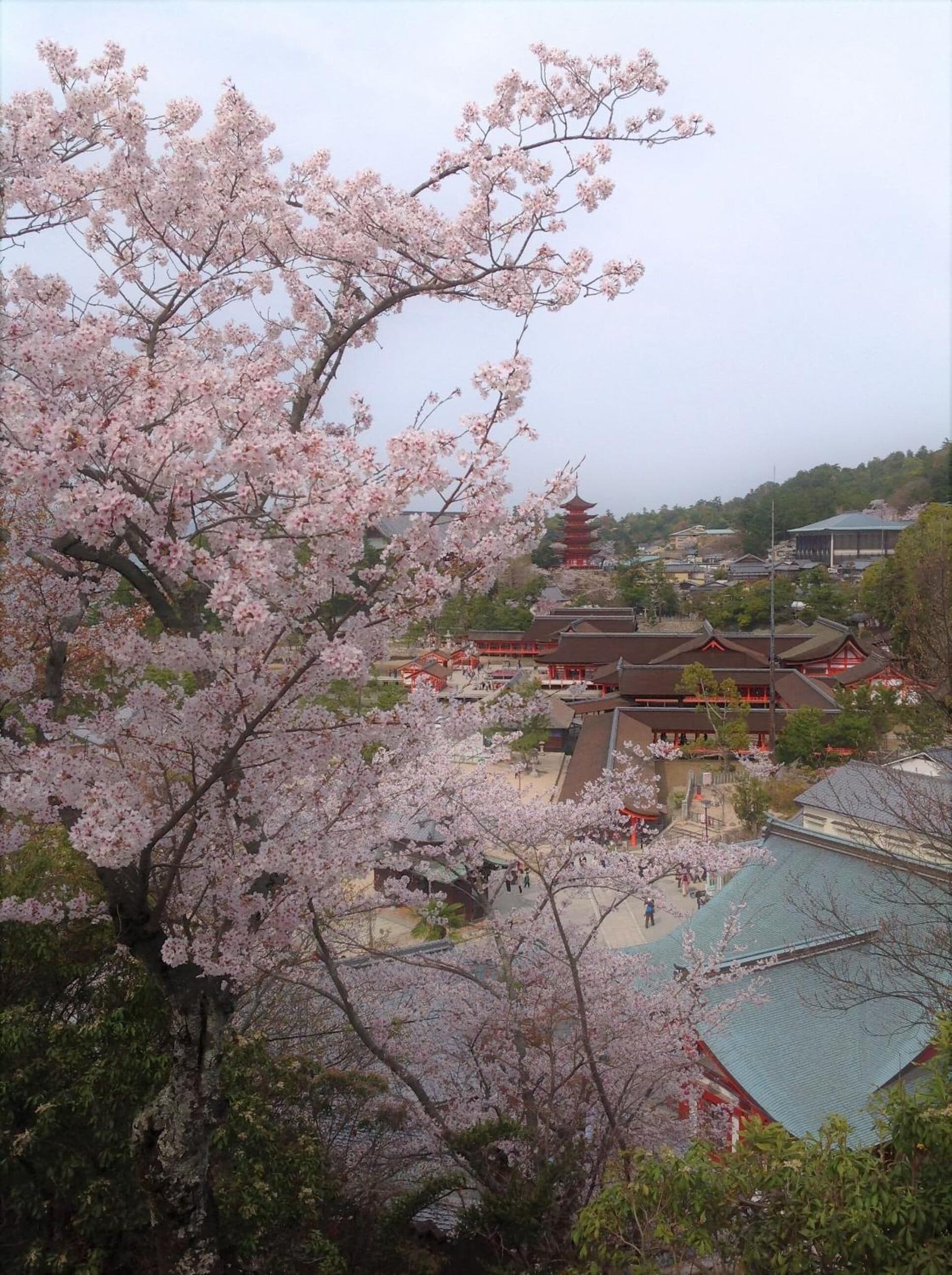 Un ensemble de temples japonais traditionnels, avec des cerisiers en fleurs au premier plan.