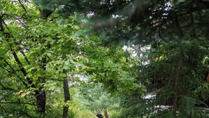 A pathway flanked by lush greenery and a stone staircase leading upwards. - Casanova Inn (Dilijan)