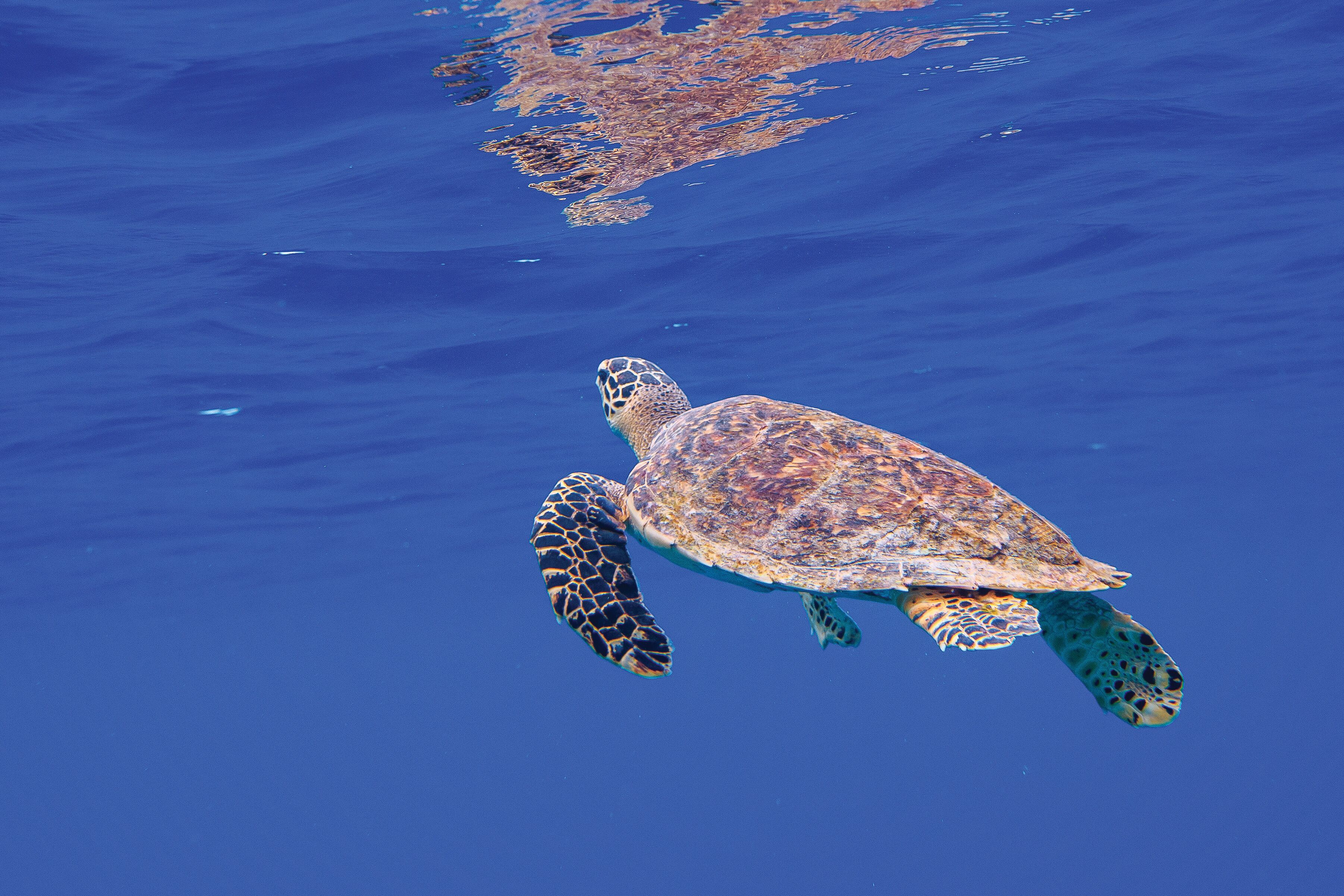 A sea turtle swimming in clear blue water.