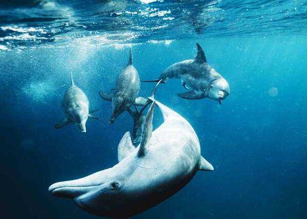 A dolphin swimming underwater.