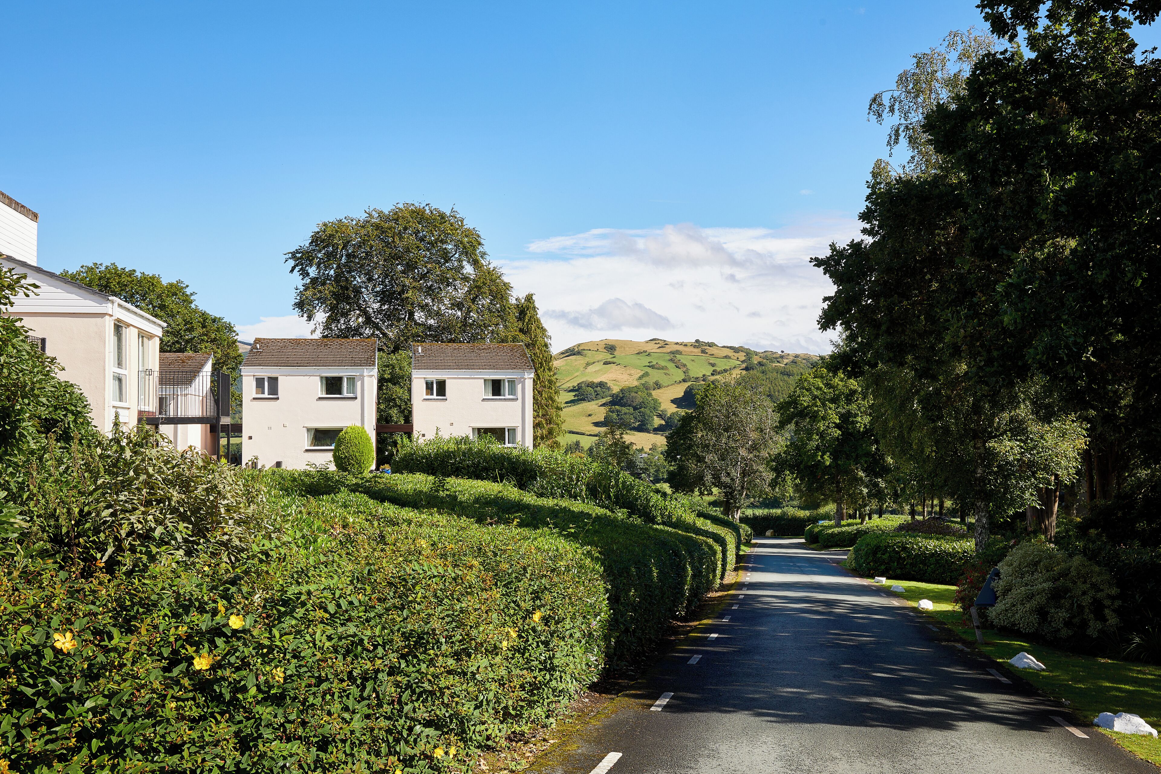 A residential street lined with neatly trimmed hedges and houses.