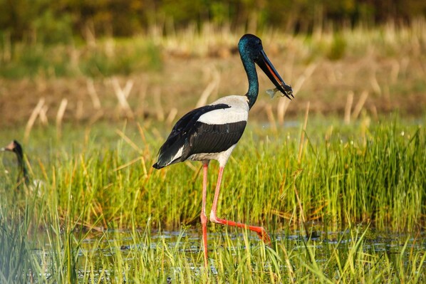 A bird standing in shallow water with tall grass around it. - Bamurru Plains (Point Stuart)