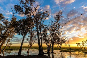 A landscape with trees and a body of water, likely a wetland or marsh, during sunset.