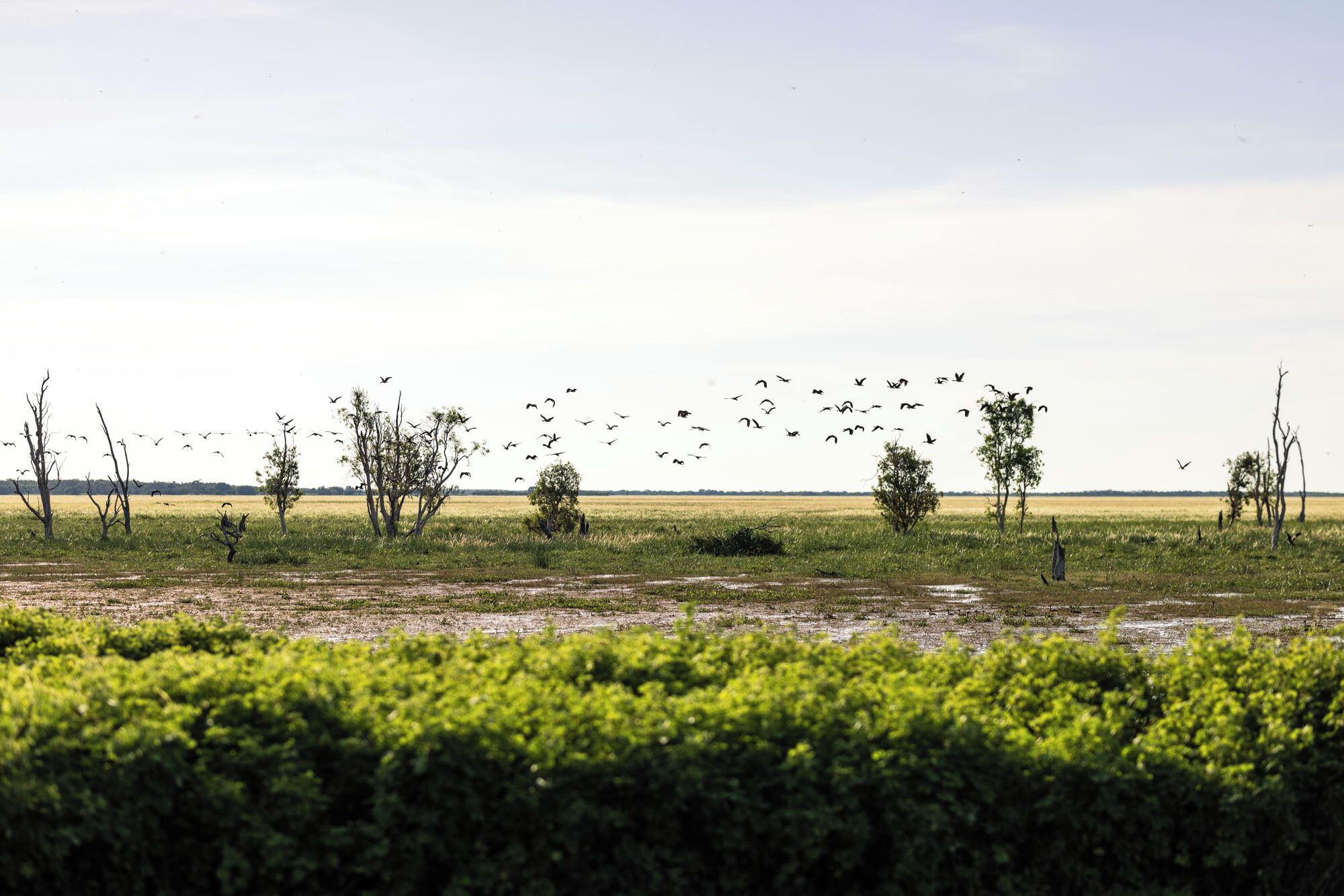 A landscape with a field, trees, and a flock of birds.