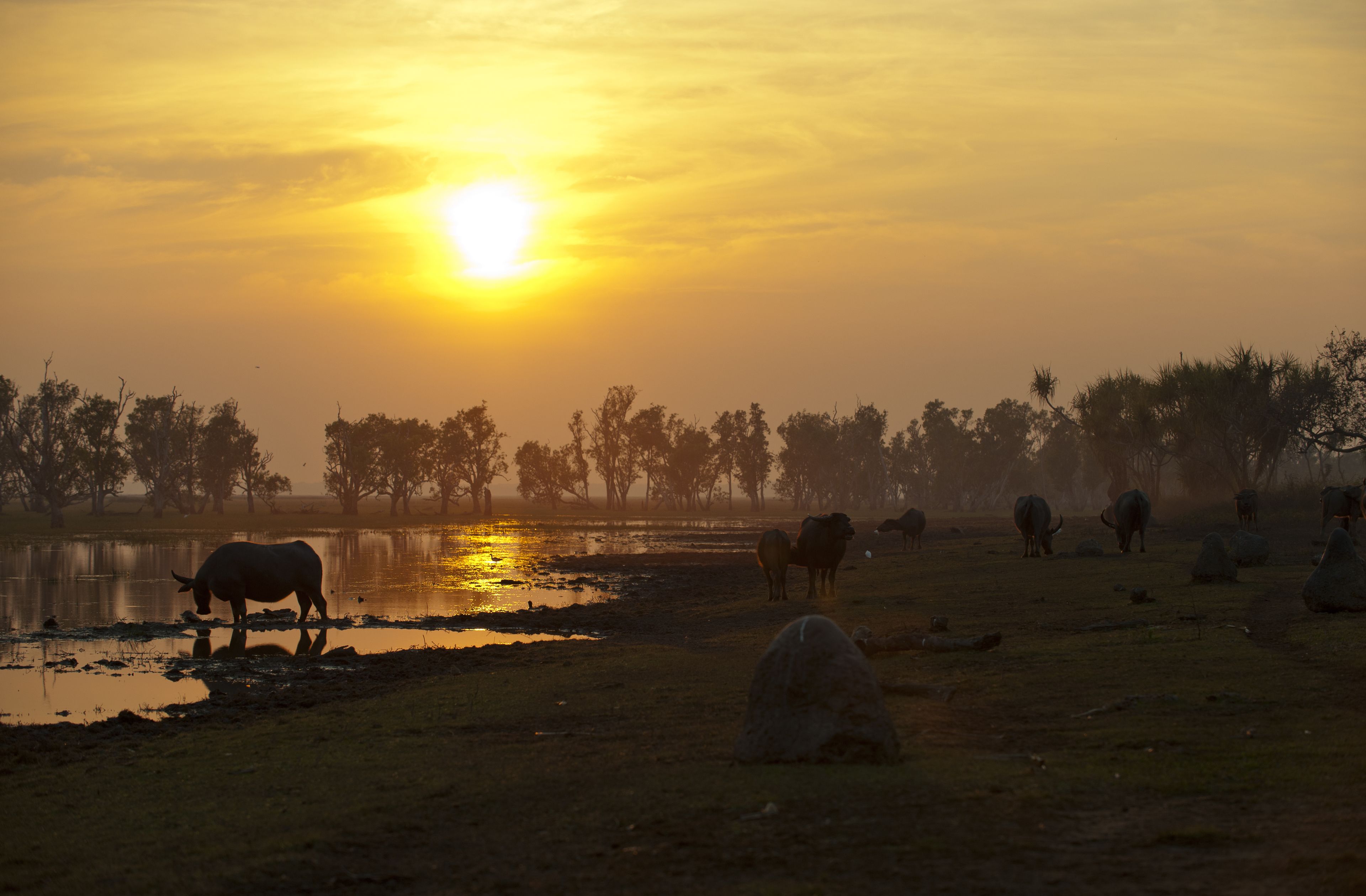A sunset over a water body with cattle grazing.