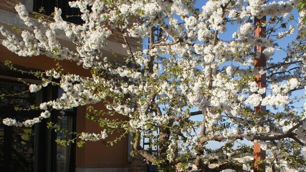 Un espacio al aire libre con sillas de mimbre y una mesa, rodeado de flores blancas en flor y una bandera.
