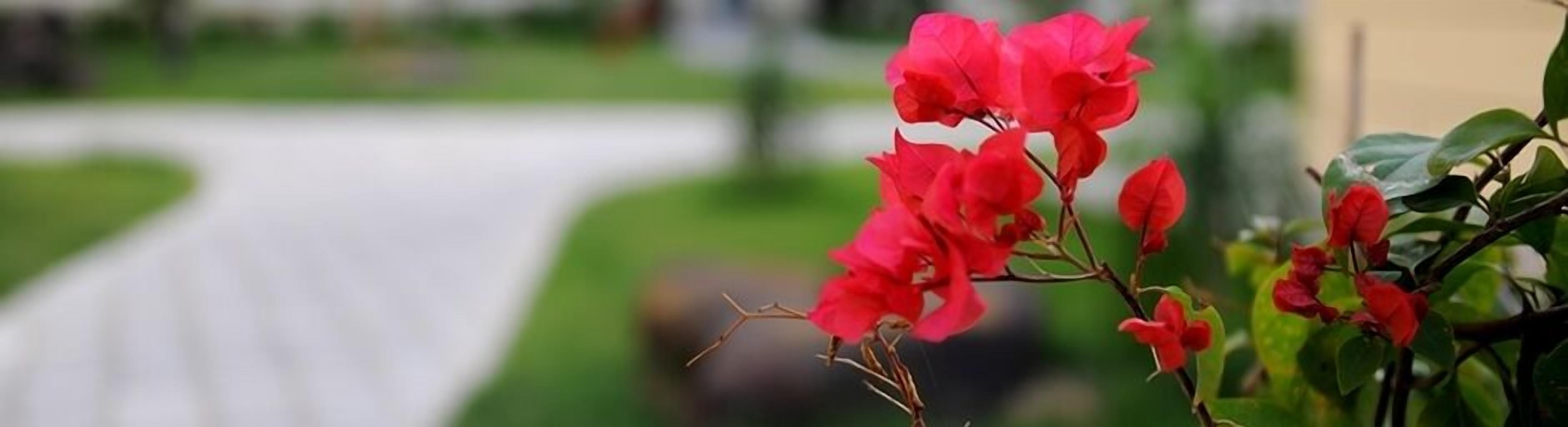Una flor roja en plena floración.