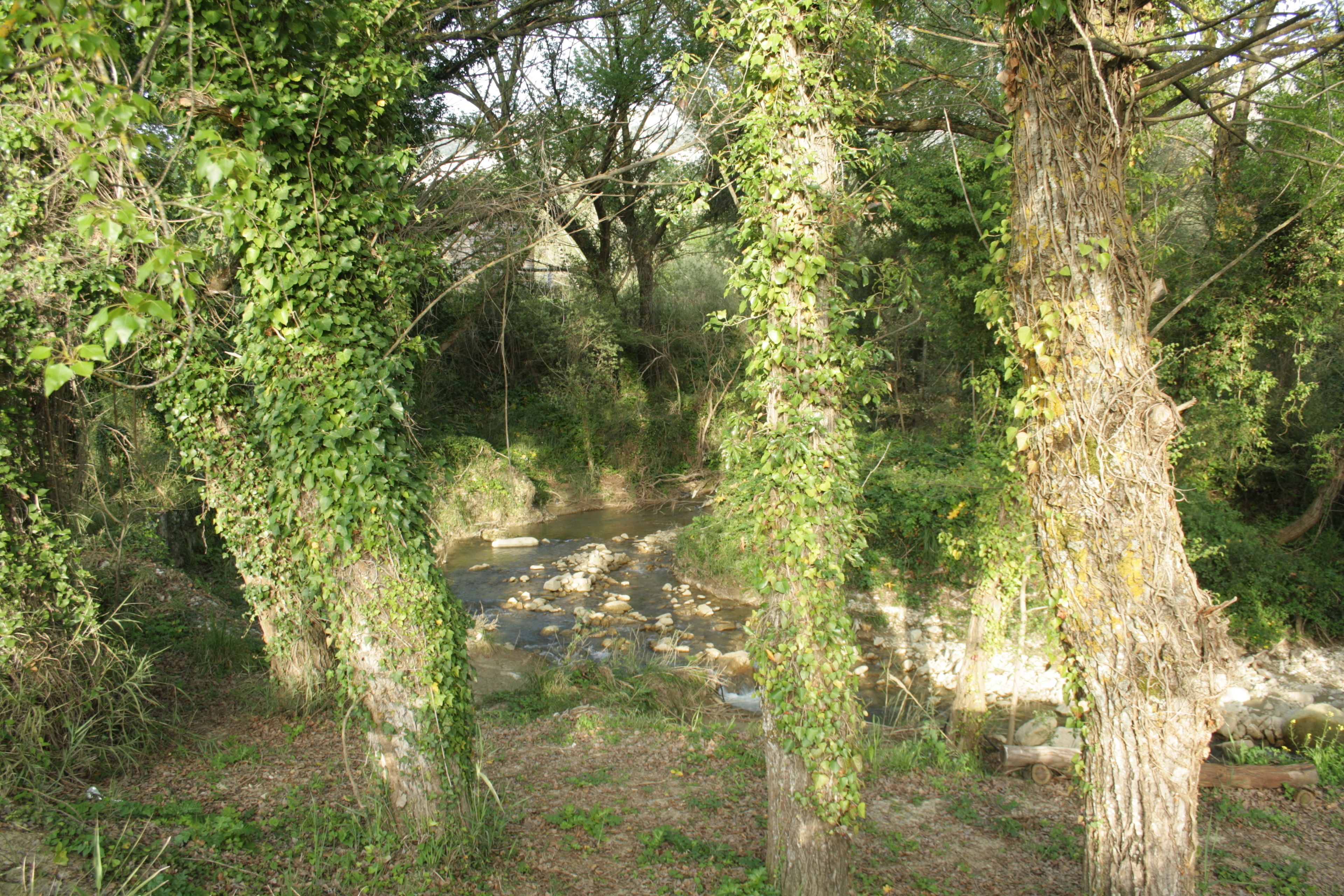 A natural setting with a stream surrounded by trees and dense foliage.