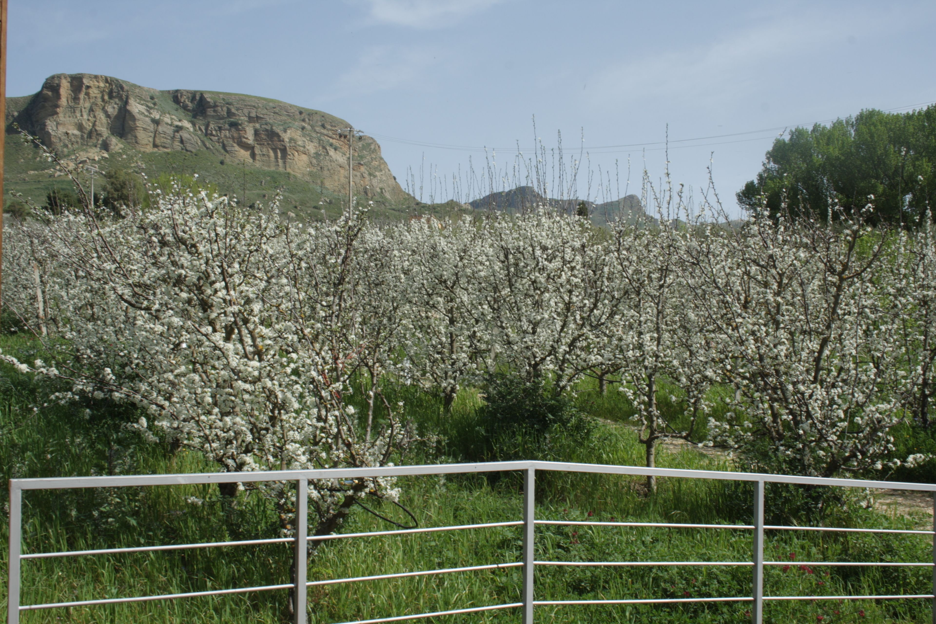 A landscape with blooming trees and a distant mountain range.