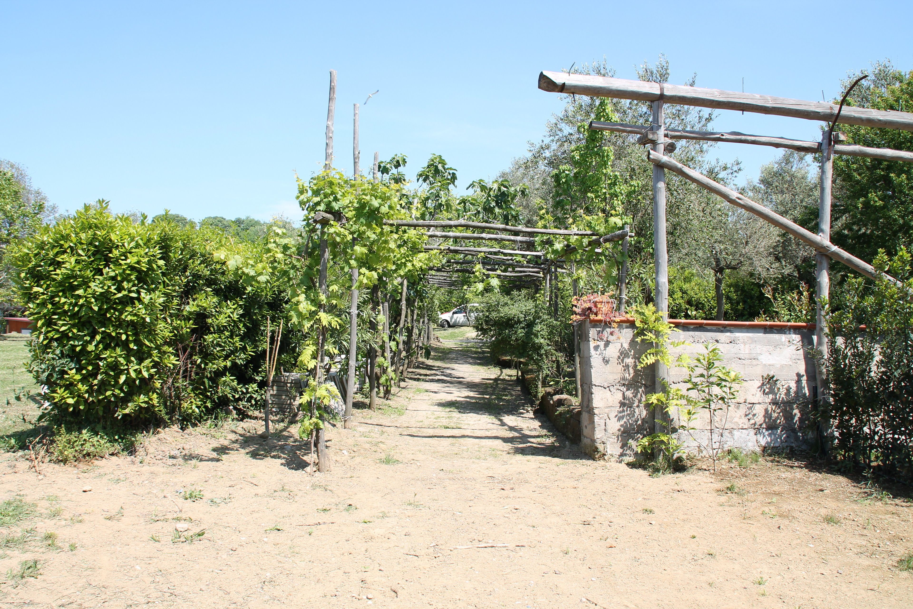 A vineyard with rows of grapevines supported by wooden trellises.
