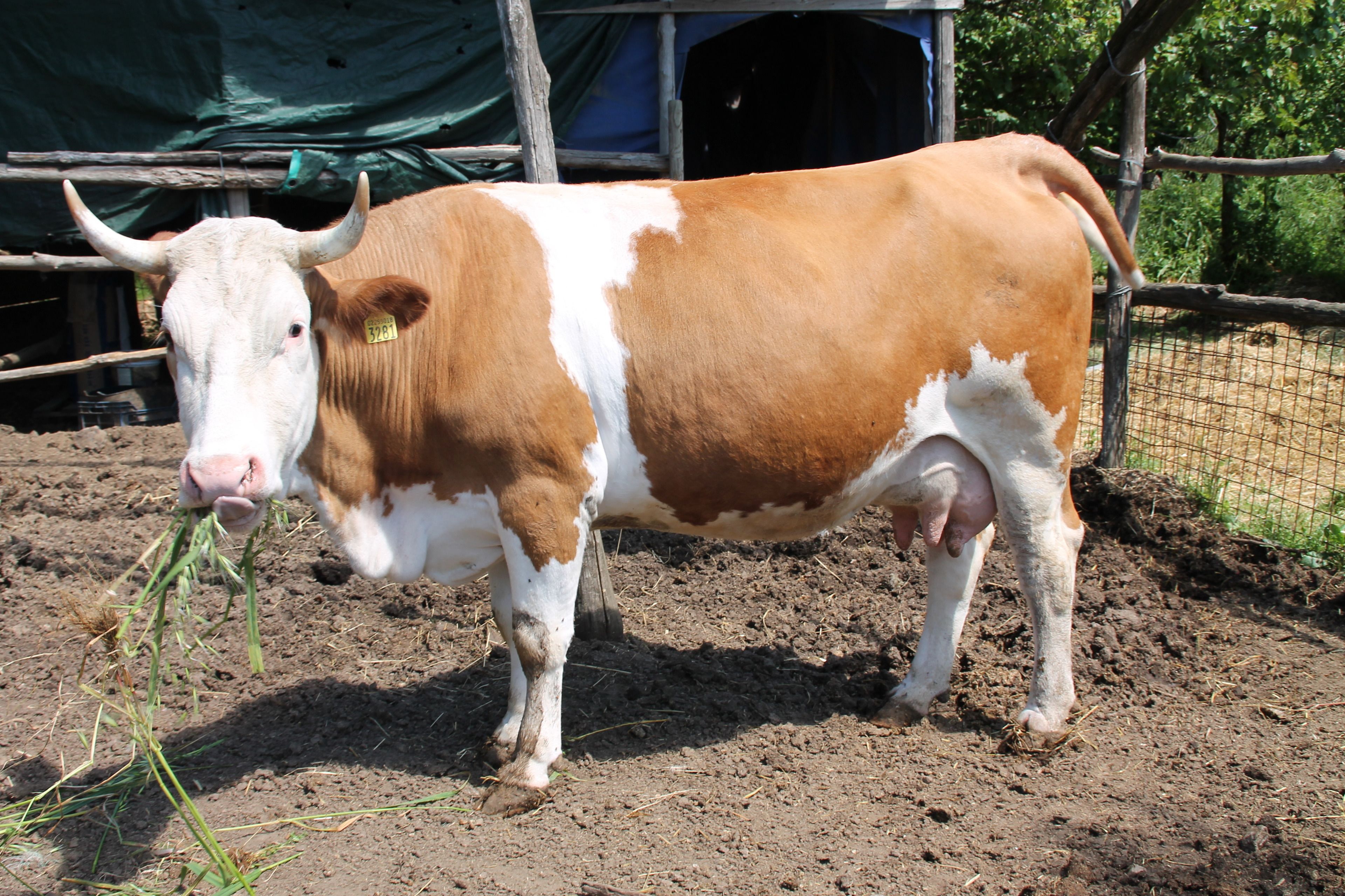 Foto - Agriturismo Piccolo Paradiso