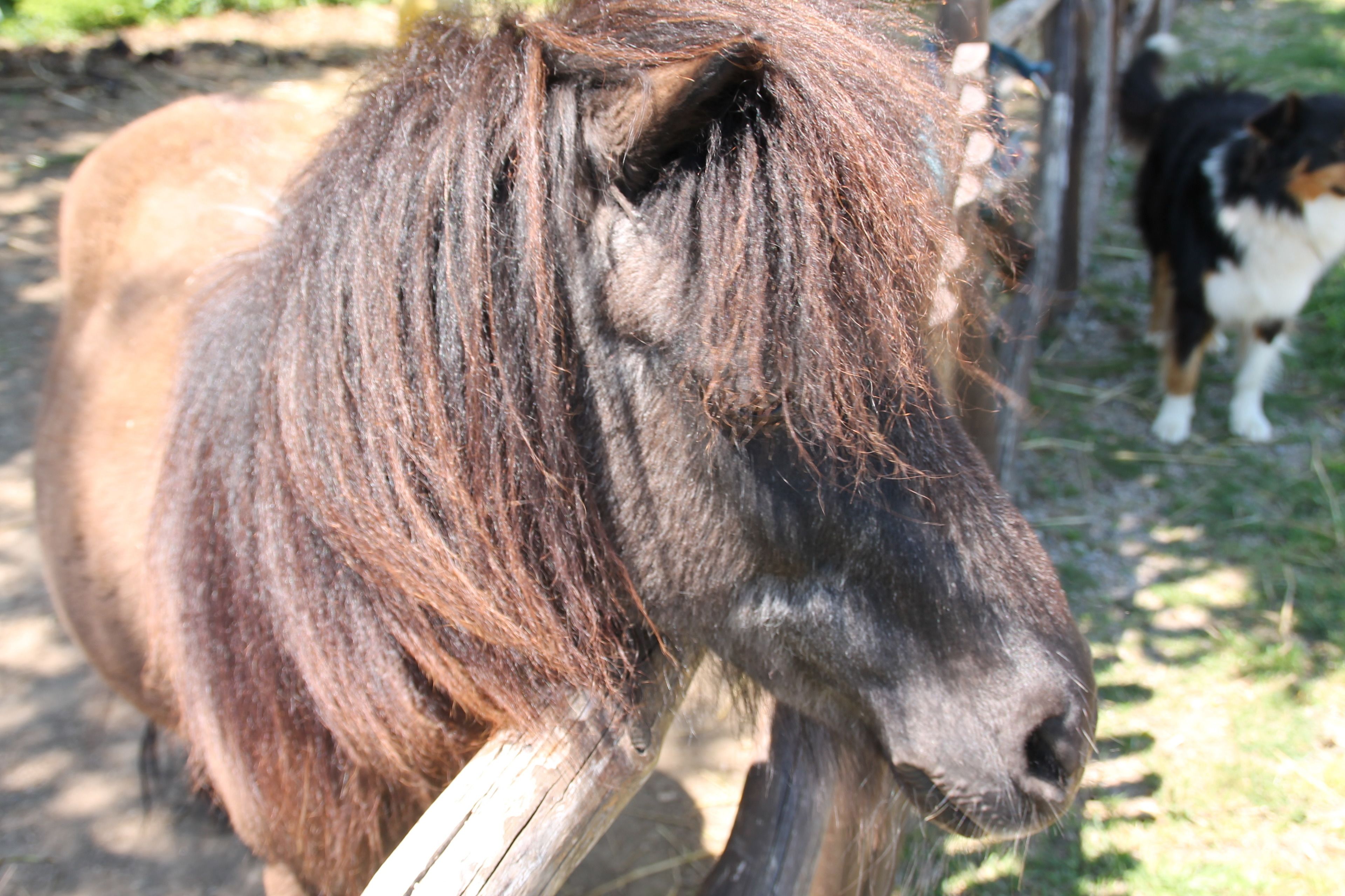 Foto - Agriturismo Piccolo Paradiso