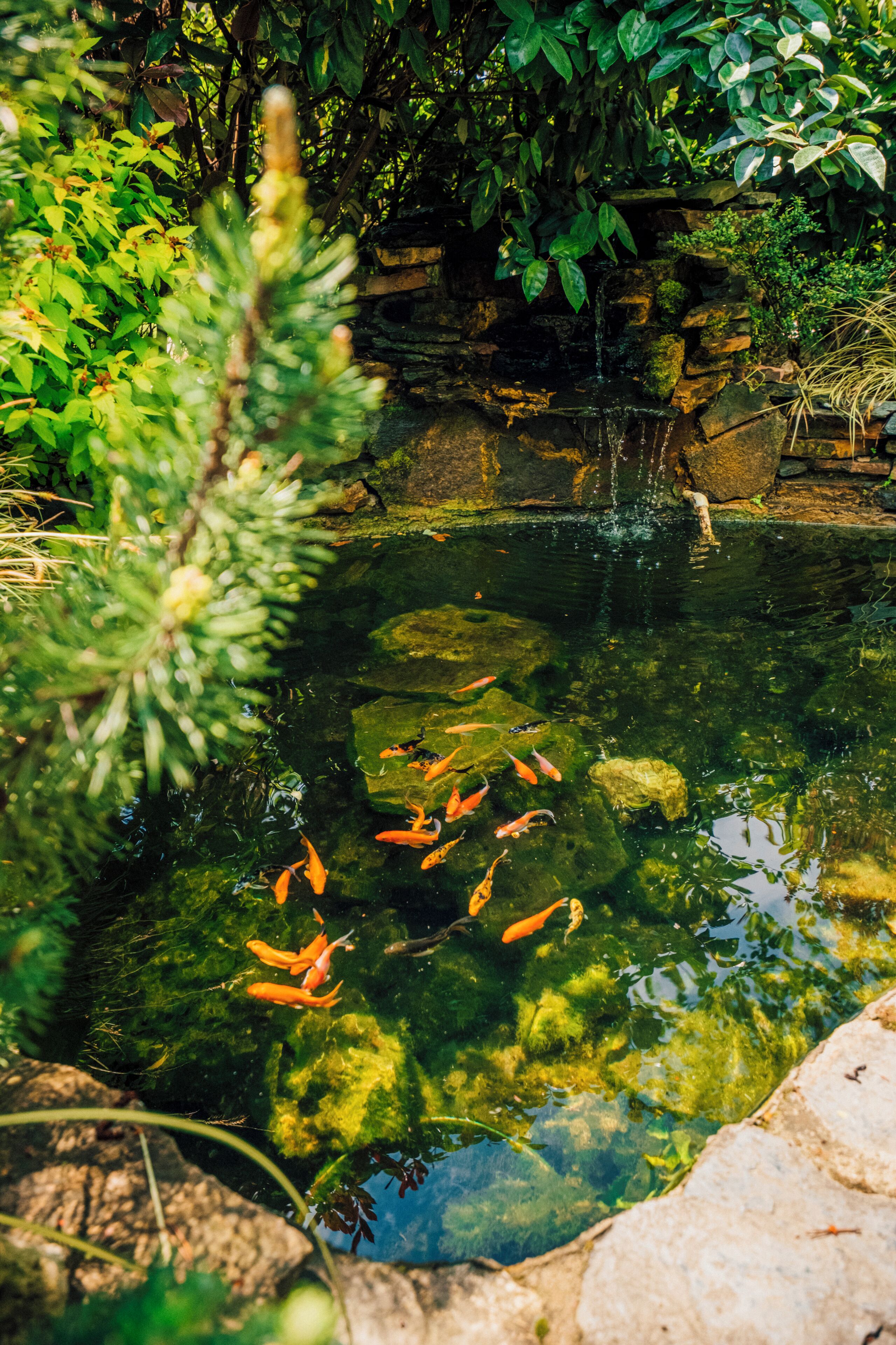 Un estanque tranquilo con peces, rodeado de rocas y follaje.
