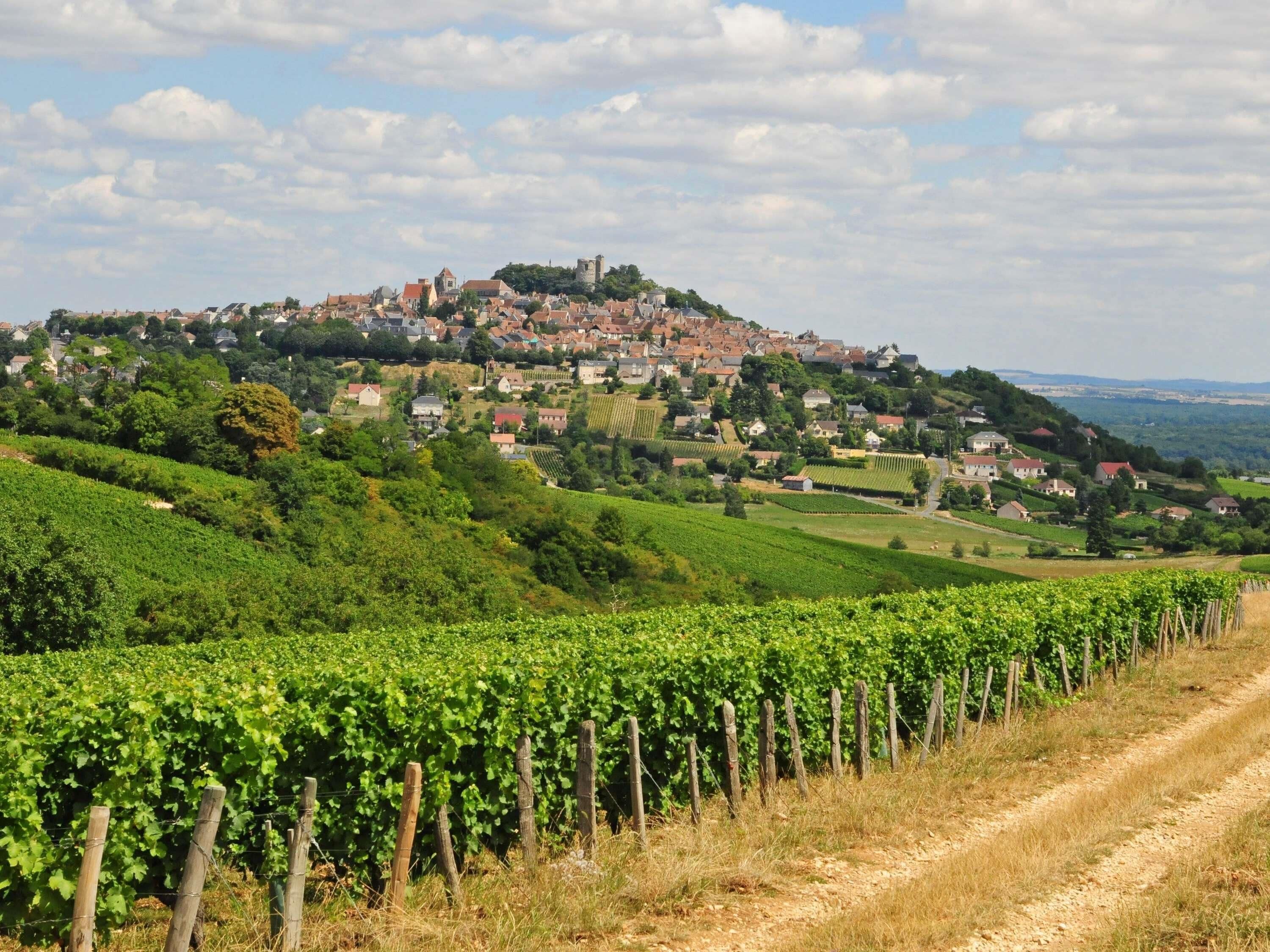 A vineyard with rows of grapevines, a dirt path, and a hillside town with buildings.