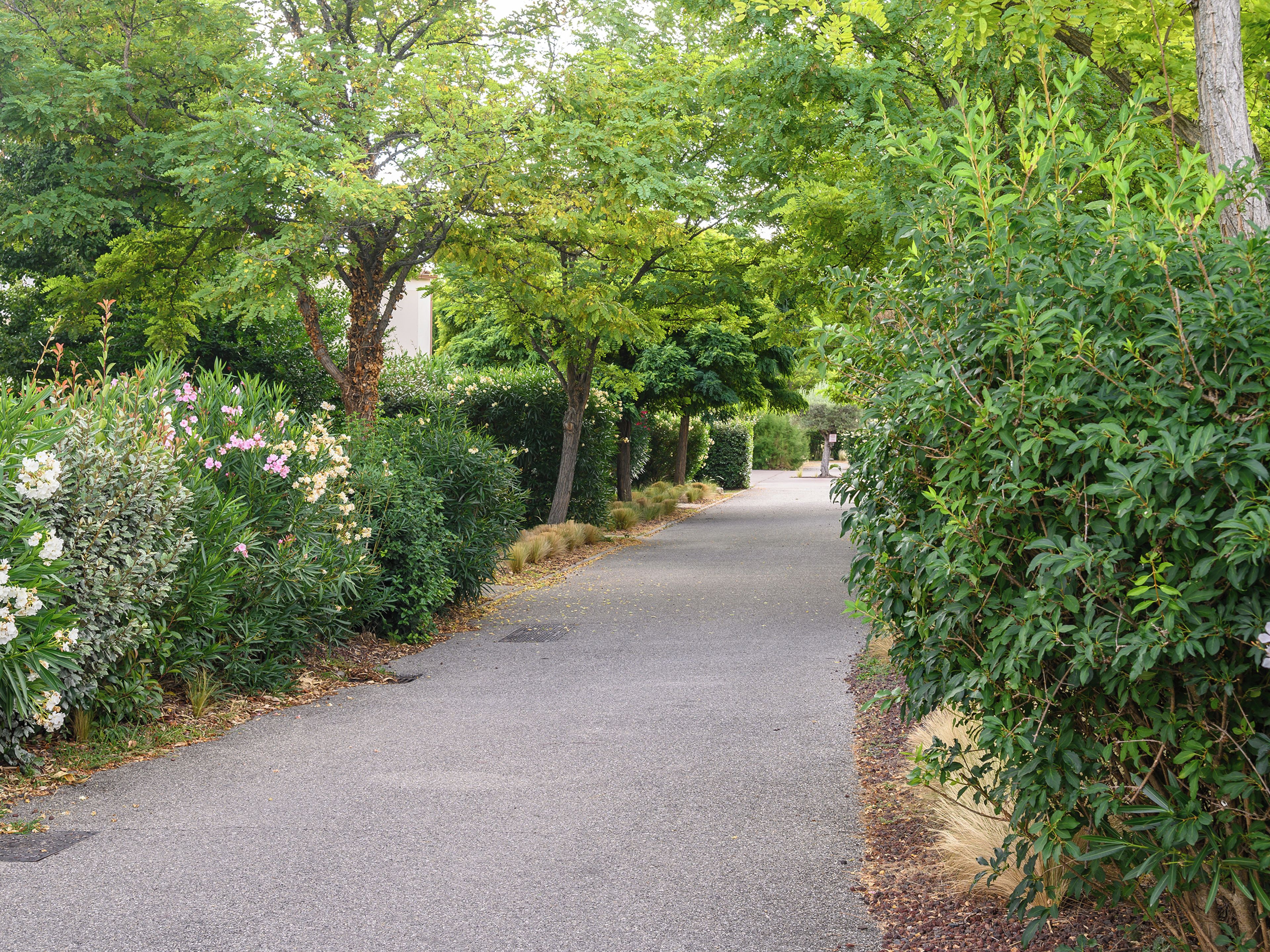 A paved pathway flanked by dense greenery and flowering plants.