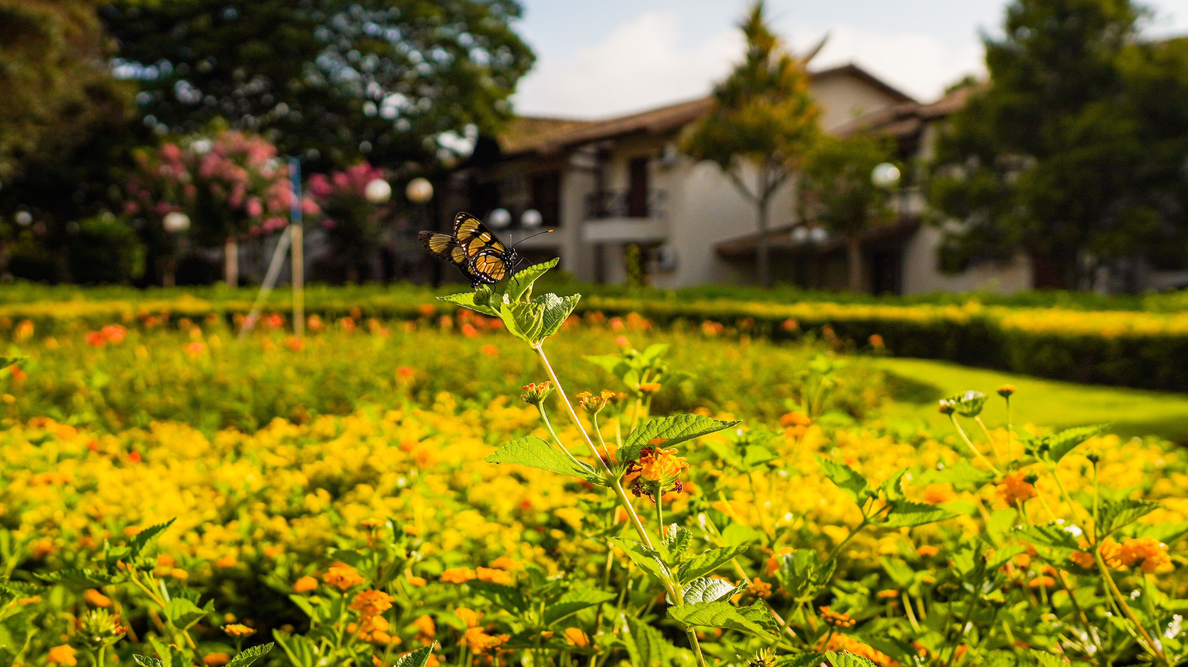 花園