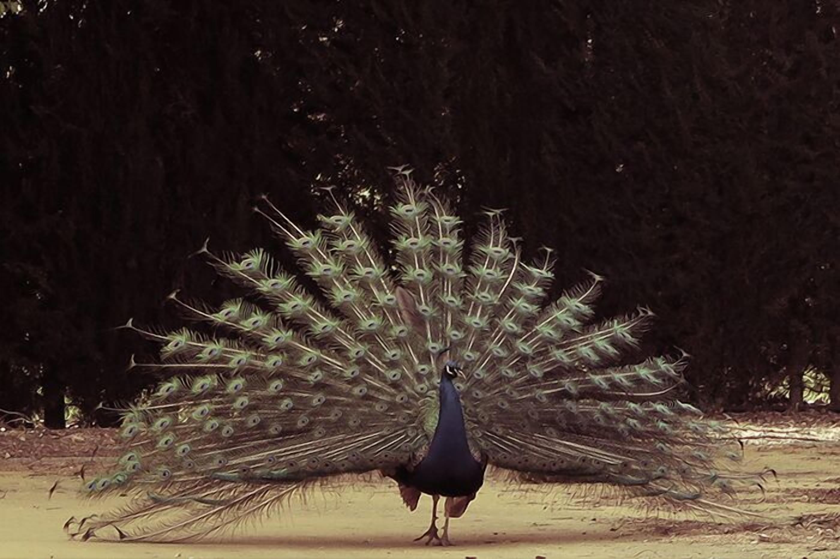Un pavo real despliega completamente su plumaje.
