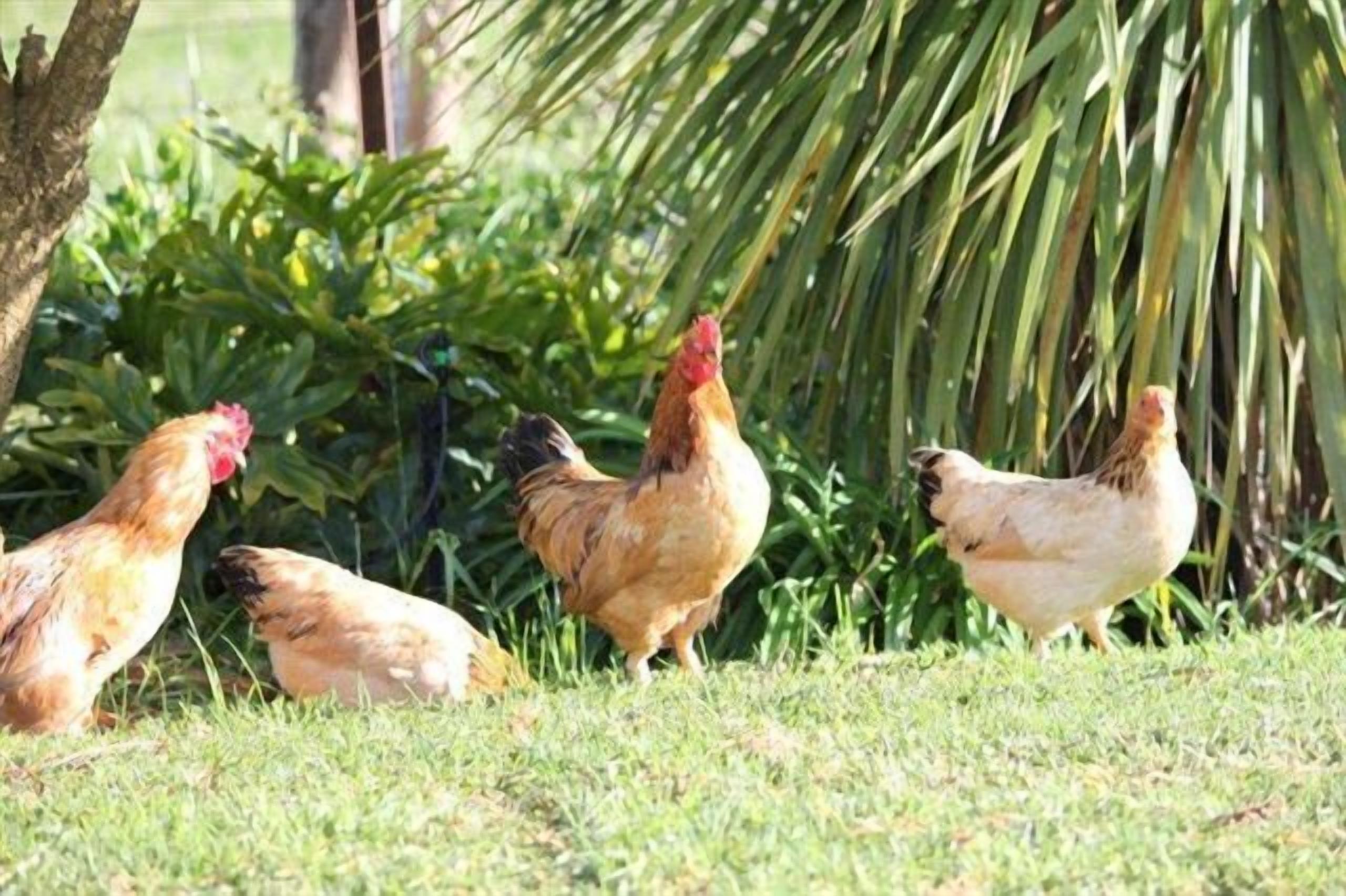 A group of chickens in a grassy outdoor area with dense foliage in the background.