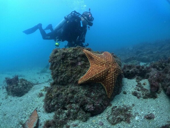 A diver exploring a coral reef with a starfish and seaweed. - Aquamaster Dive Pousada (Angra dos Reis)