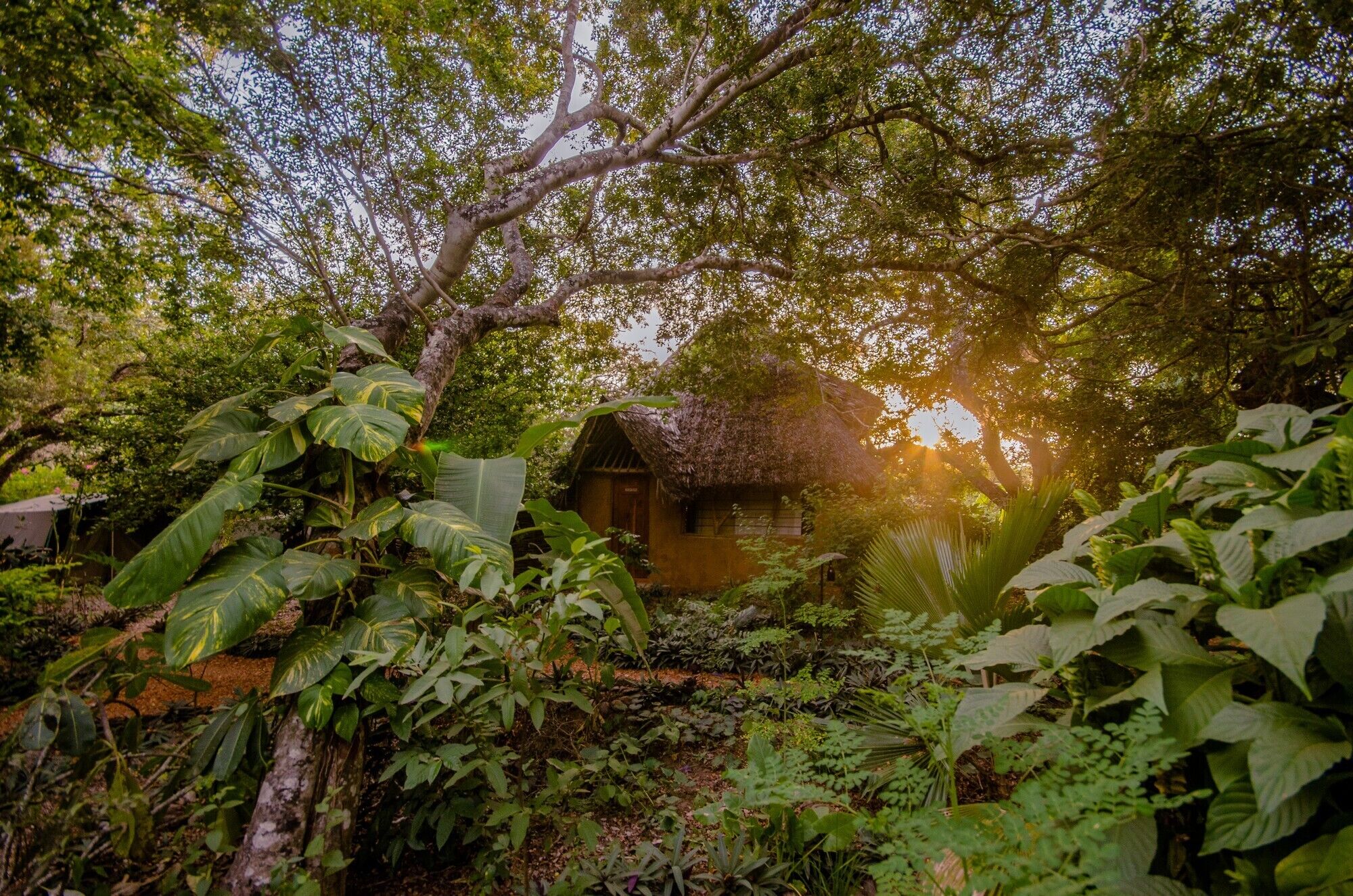 A rustic wooden house surrounded by dense tropical foliage.