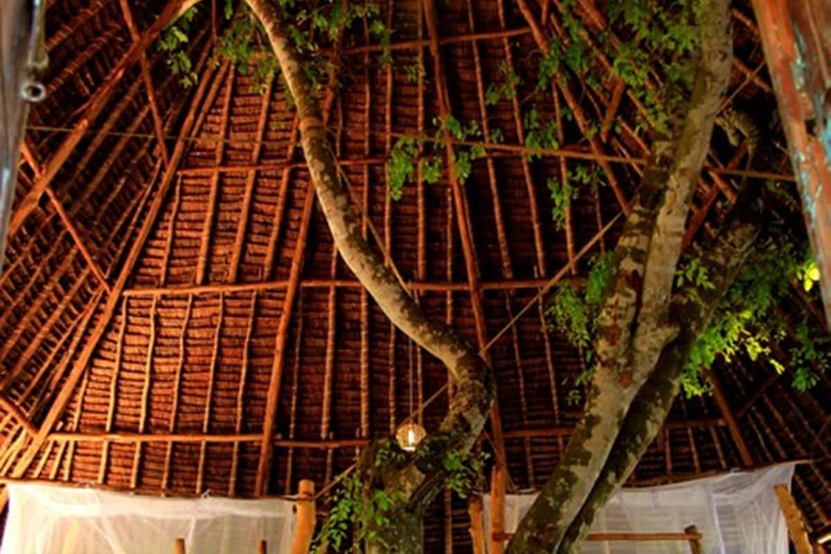 A thatched-roof structure with a tree in the center, wooden benches, and a ladder.