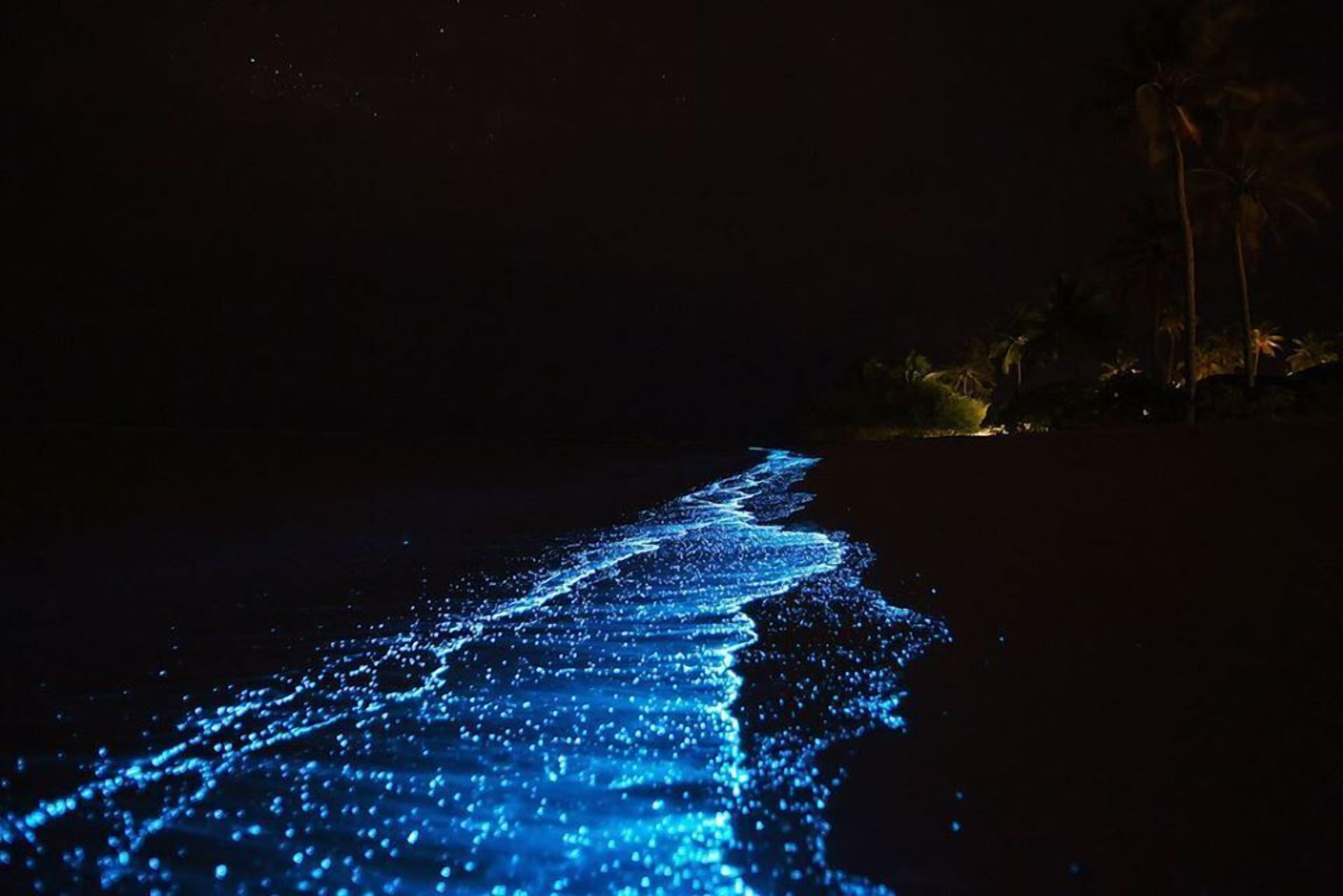 Ein Strand bei Nacht mit einem blauen, leuchtenden Weg.