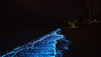 Ein Strand bei Nacht mit einem blauen, leuchtenden Weg.