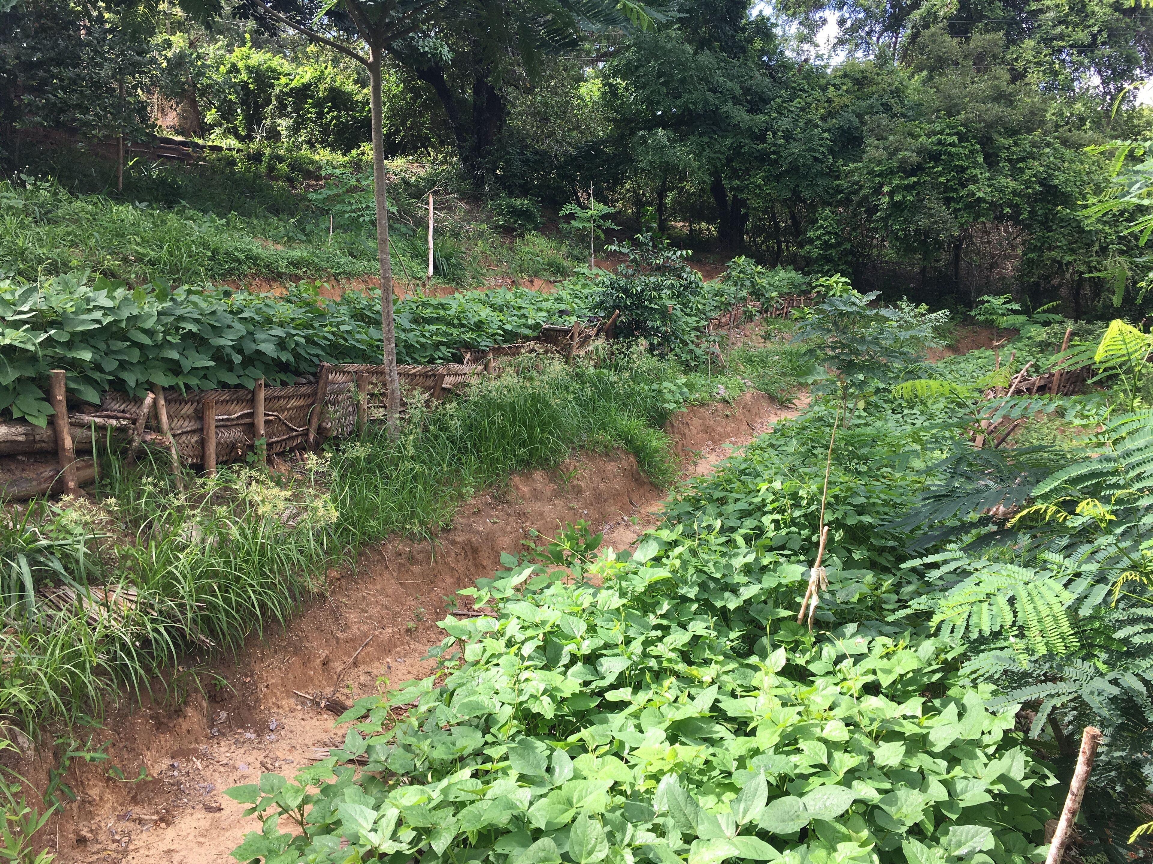 A garden with various plants and a dirt path.
