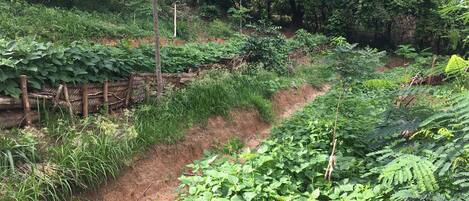 A garden with various plants and a dirt path.