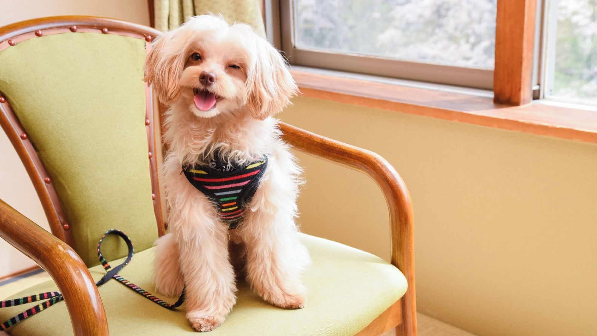 A small dog sitting on a chair with a leash.