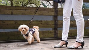 A wooden deck with a dog on a leash and a person standing beside it. - Aga No Megumi Bousenkaku (Gosen)