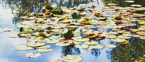 A pond with lily pads and reflections of trees.