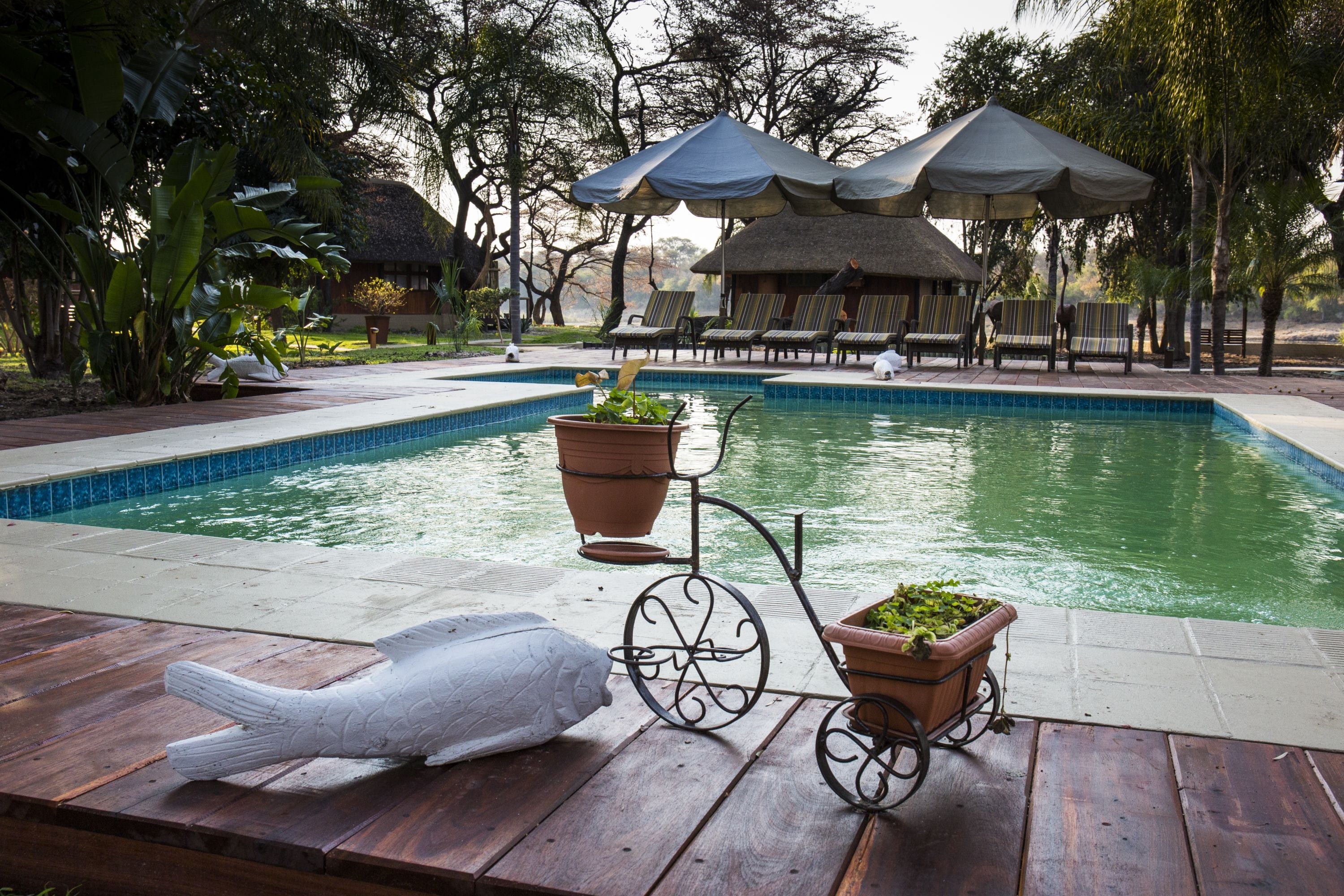 Piscina con sillas de descanso y sombrillas, rodeada de plantas y árboles tropicales.